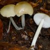 Hydropus subalpinus, Buchen-Wasserfuß